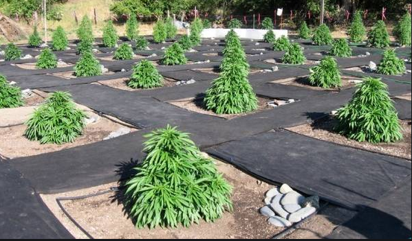 Discover Tips On The Best Way To Go About Landing The Best Cannabis Seed Online Here