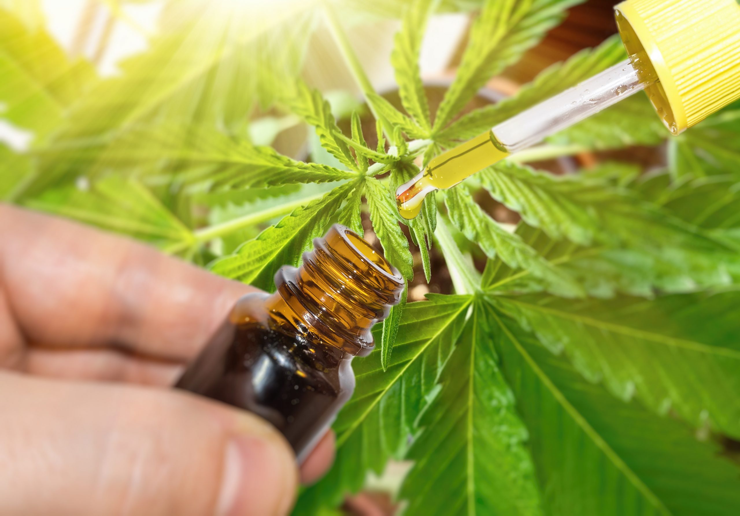 The CBD or Cannabidiol is one of the most popular compounds of the cannabis plant