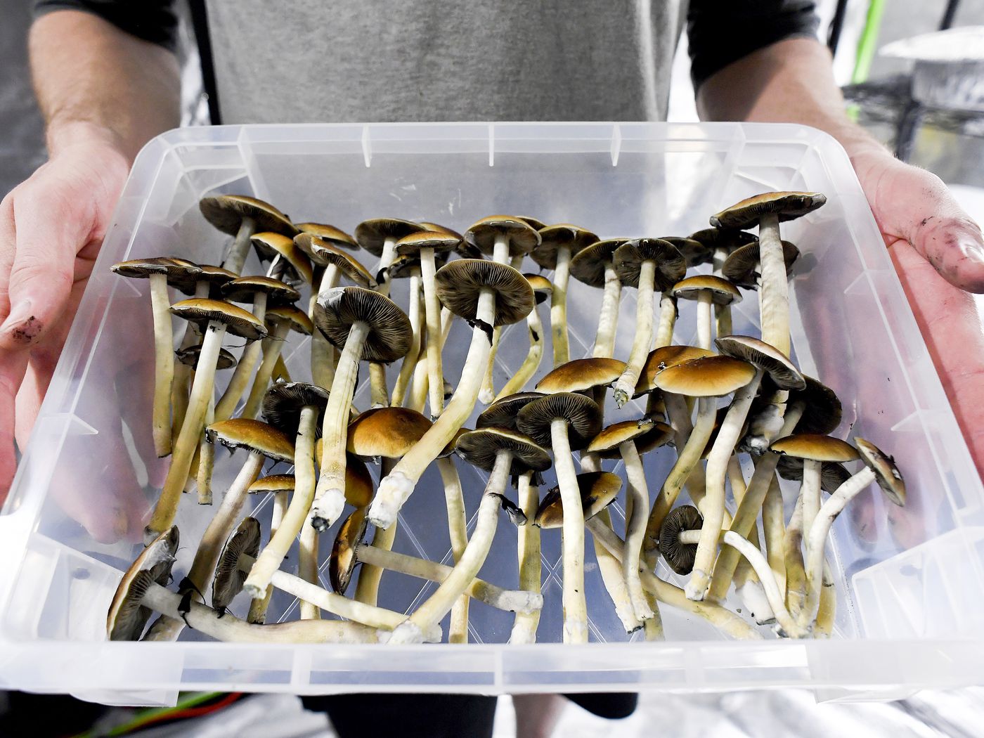 What should you know before taking mushrooms?