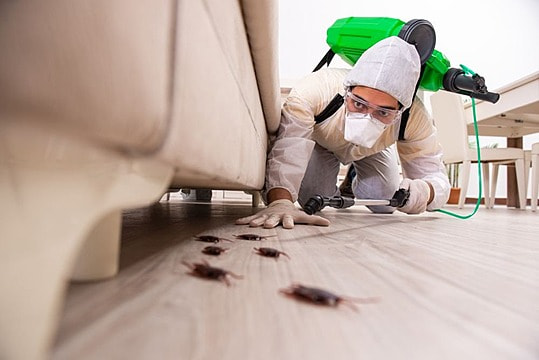 Pest Control Prowess: Navigating the Art of Pest Removal